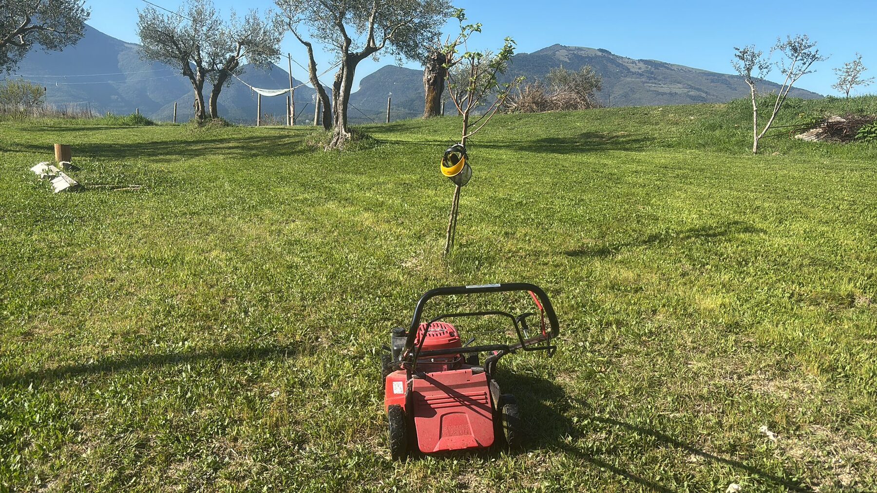 Prato rasato con ulivi e montagne
